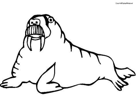 100% free animal activities coloring pages. Walrus #16487 (Animals) - Printable coloring pages