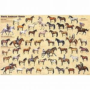 North American Horses Educational Reference Equine Chart Print Poster