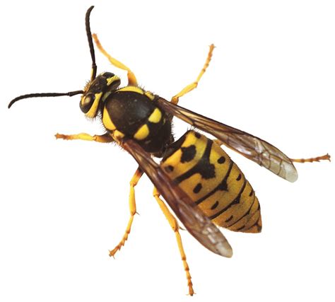 Why Are Yellowjackets Dangerous