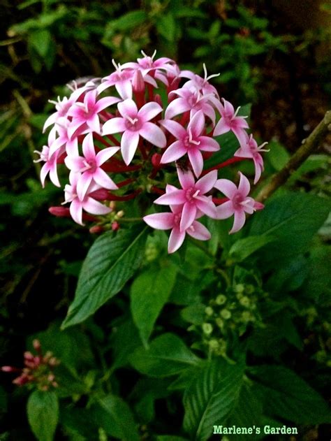 Flowering bushes are a favorite of all wildlife, including butterflies. 17 Best images about Pentas on Pinterest | Gardens ...