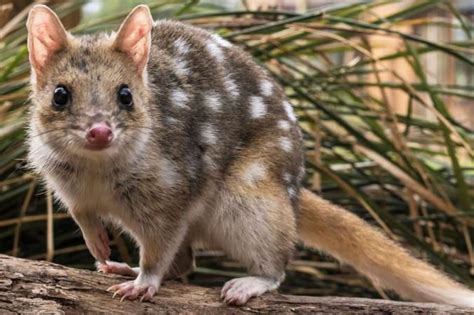 Meet The Adorable Quoll The Australian Marsupial That Nearly Went