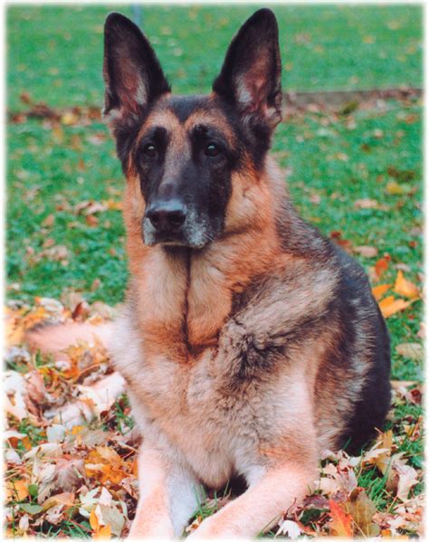 Filegerman Shepherd Dog Black And Red Wikimedia Commons