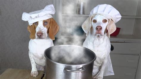 Chef Dogs Make Soup Funny Dog Maymo And Potpie Make Their Favorite Soup