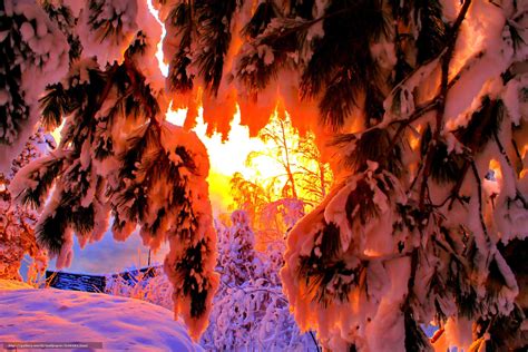 下载壁纸 冬天 日落 树枝 景观 免费为您的桌面分辨率的壁纸 2500x1668 — 图片 №638384