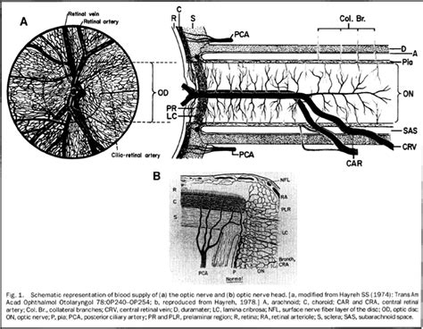 Cureus A Review Of The Vascular Anatomy Of The Optic Nerve Head And