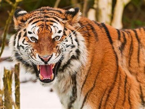 Scary Tiger Pic Wide Open Mouth It Is Desperately Shouting Free