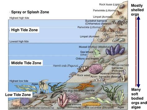 Ppt Rocky Intertidal Powerpoint Presentation Free Download Id2756912