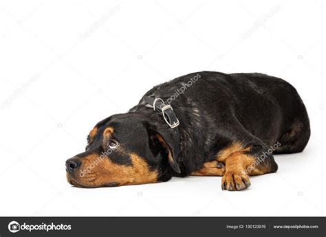 Large Patient Rottweiler Breed Dog Lying White Background While Rolling