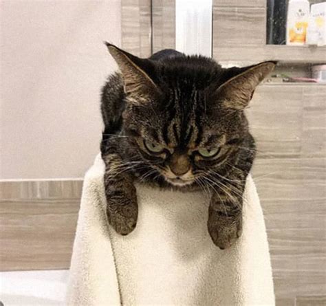 Thats Not A Grumpy Cat Thats A Mad Cat 38 Pics