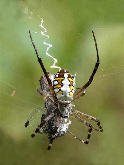 Spiders In Kentucky Know About The 7 Infamous Ones