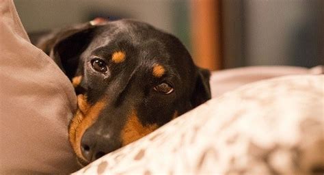 Leishmaniose Canine Comment Prévenir Cette Maladie Très Grave Pour