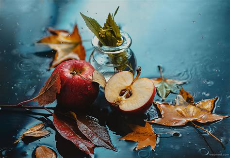 50 Beautiful Still Life Photography Ideas And Tips For Your Inspiration