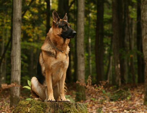 German Shepherd Dog Breed Facts