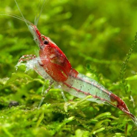 Red Cherry Shrimp Neocaridina Heteropoda Creveti Nevertebrate Acvarii