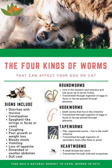If you are unsure or concerned about the most suitable product for. Deworming Dogs and Cats | Cat nutrition, Worms in dogs ...