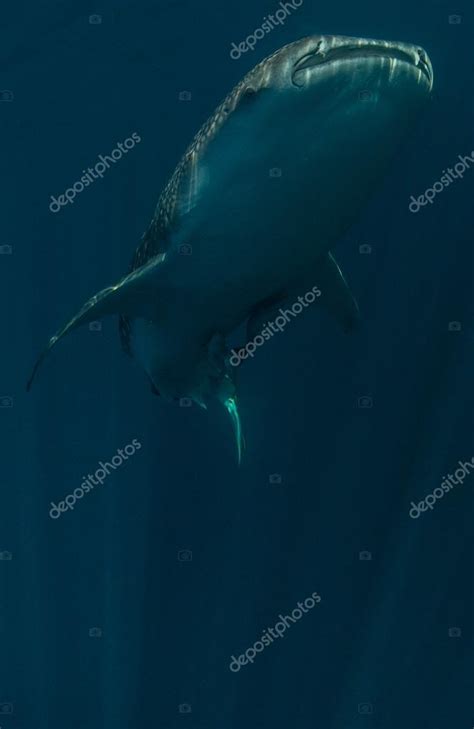 Whale Shark Underwater In Cenderawasih Bay Indonesia Stock Photo By