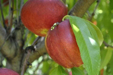 How To Grow Nectarine Trees Stark Bros