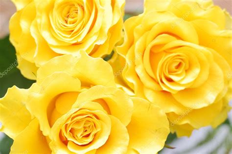 Lindas Rosas Amarelas Closeup — Fotografias De Stock © Vvdude 1642102