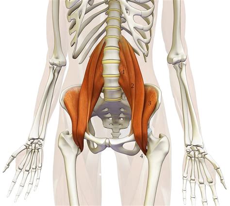 The Psoas Muscle What And Where Is That Set Physical Therapy