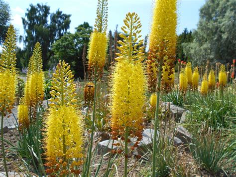 43 Best Perennials Flowers For Full Sun Borders And Shade