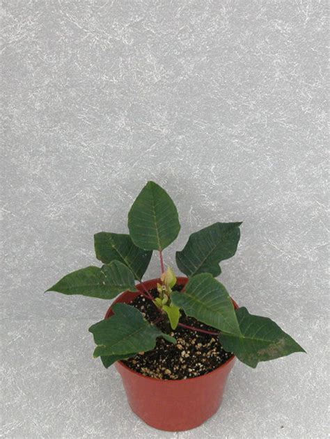 Prestige Red Early Drench 2007 Height Control Poinsettia