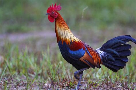 Sri Lankan Junglefowl Poultry Breeds Chicken Pictures Chicken Breeds
