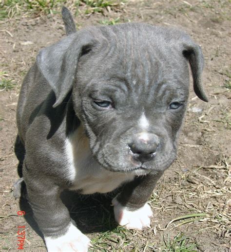 Pin On Bluefirepits Blue Pitbull Puppies For Sale Blue Nose Pitbull