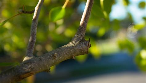 Types Of Pruning Cuts The Complete Pruning Guide