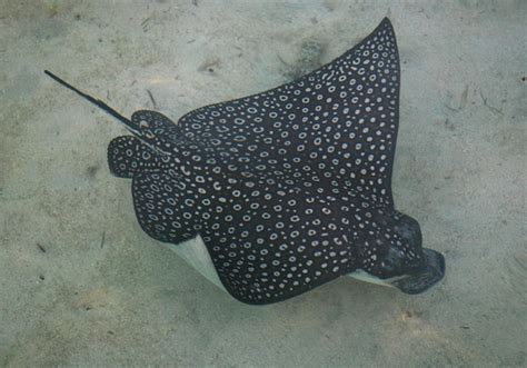 Belize Wildlife Spotted Eagle Ray Island Expeditions