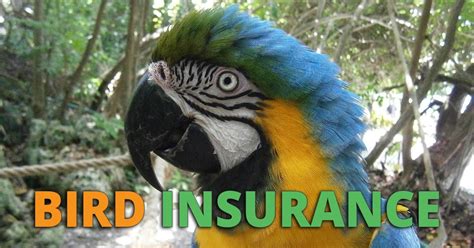 We've transformed pet insurance for cats by creating policies that are easy to understand along we looked at the awards insurers have received and reviewed research on pet insurance conducted by independent financial services review firms; Guide to Bird Insurance and Exotic Pet Insurance: Costs ...