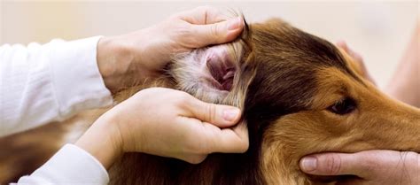 Dog Ear Infections Causes Symptoms And Treatment