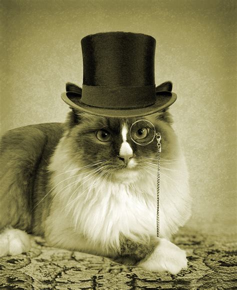 Play all 3 fancy pants games. Monocles, Ties, and Hats for Cats — Fancy That! - Catster