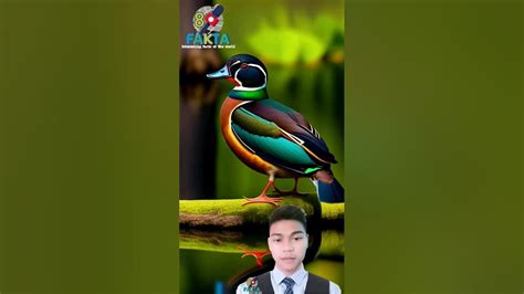 Tahukah Kamu Fakta Menarik Wood Duck Yang Harus Kamu Tahu Youtube