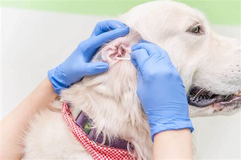 6 Reasons Why Your Dogs Ears Smell And How To Clean Them
