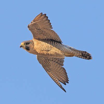 Peregrine falcon, falco peregrinus, diving peregrine falcon, streaming video how fast can a peregrine falcon fly/dive? How Fast Does A Peregrine Falcon Fly?