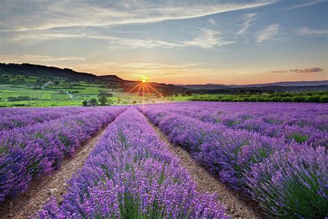 Sunset Over Lavender Fields Provence By Guy Edwardes