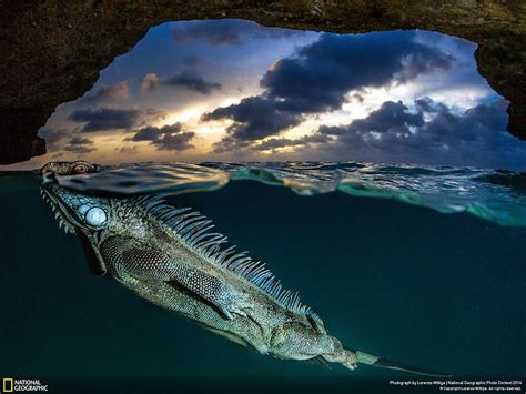 These Stunning National Geographic Photo Contest Entries Have Made My