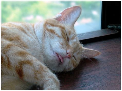 Kittens (and humans, too, possibly other mammals as well) stick their tongues out when nursing, and when your. TrekLens | Why do cats stick out their tongues? Photo