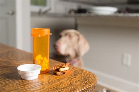 Can I Give My Dog Aspirin A Guide To Aspirin For Dogs Dosage And More