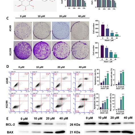 Afzelin Inhibits Proliferation And Promotes Apoptosis Of Lung Cancer