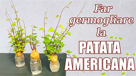 🍠 🌱 Far Germogliare La Patata Americana Patata Dolce E Ottenere Una