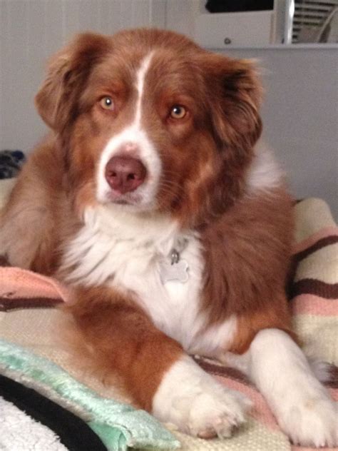 We did not find results for: Australian Shepherd Red Bi | Love Aussies | Pinterest ...