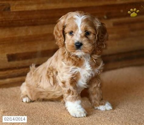 F1b puppies also tend to be healthier and more trainable than first generation cockapoos. Cockapoo Puppy for Sale | Cockapoo puppies for sale ...