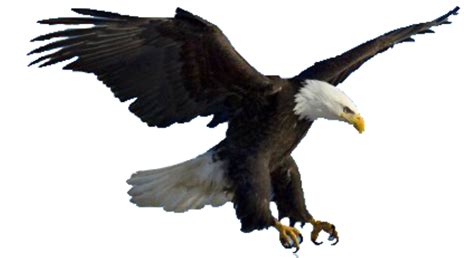 Burung garuda adalah sebuah burung yang berasal dari mitologi burung elang memang telah dikenal oleh siapa saja. Gambar Arti Mimpi Melihat Elang Terbang Besar Putih ...