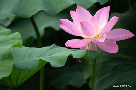 Lotus Flowers Bloom At Daming Lake In Chinas Jinan Cn