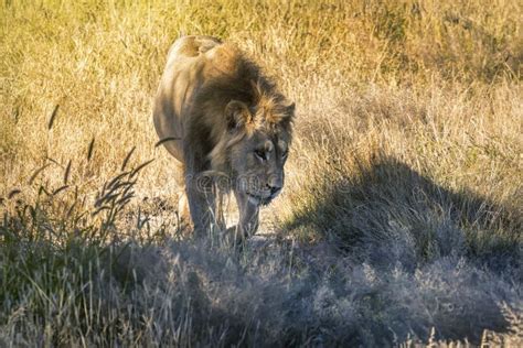 Young Lion At Sunset Stock Image Image Of Ground Male 247480709