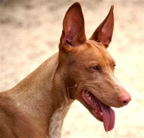 Pharaoh Hound Information Dog Breeds At Thepetowners