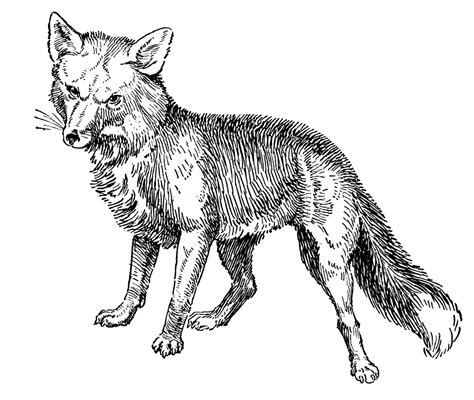 Check spelling or type a new query. Vintage Animal Clip Art - Fox Drawings - The Graphics Fairy