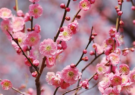 There is definitely a lot to think about when it comes to what flowers for spring to plant. Ume: Japan's Most Beautiful Early Spring Blossoms - Savvy ...