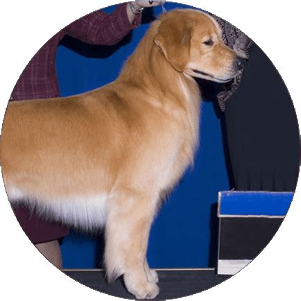 Golden Retriever | Dog breed selector, Best dog breeds, Golden retriever